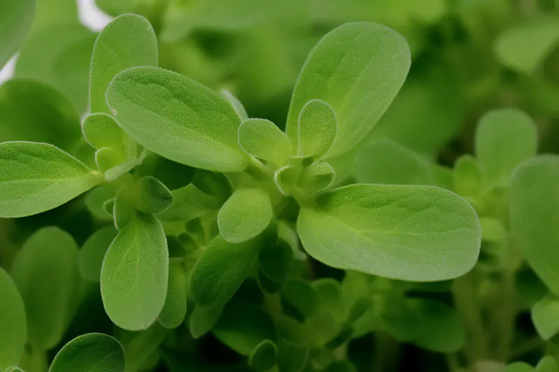 植物提取物