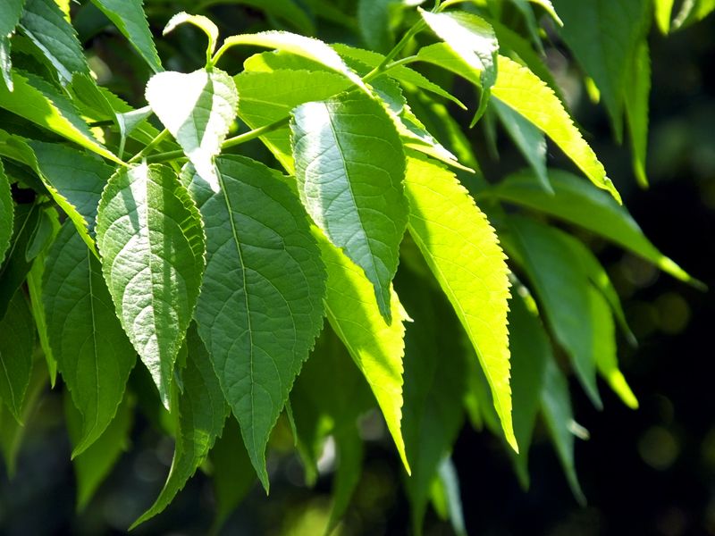 32 Eucommia提取物的质量检查点：我们如何保护每一滴自然本质