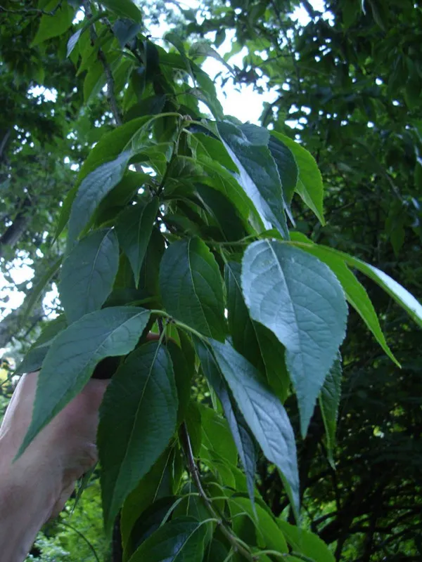 Eucommia Ulmoides的收获时间科学选择：详细说明春季和秋叶之间成分差异