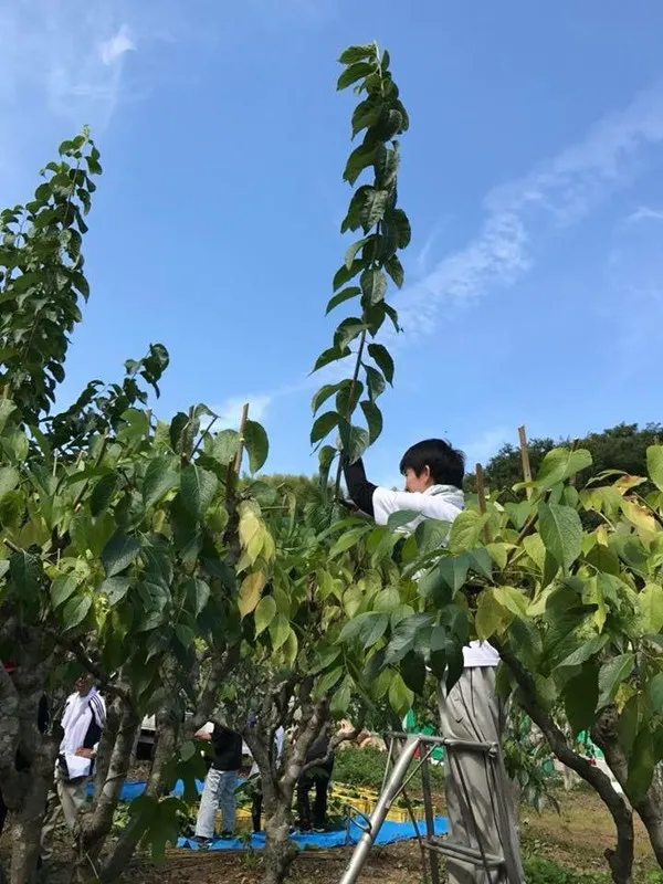 亚热带气候如何促进欧研究ulmoides的高活性成分？