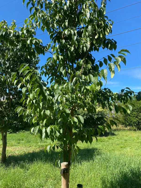 分析不同树时代的欧研究