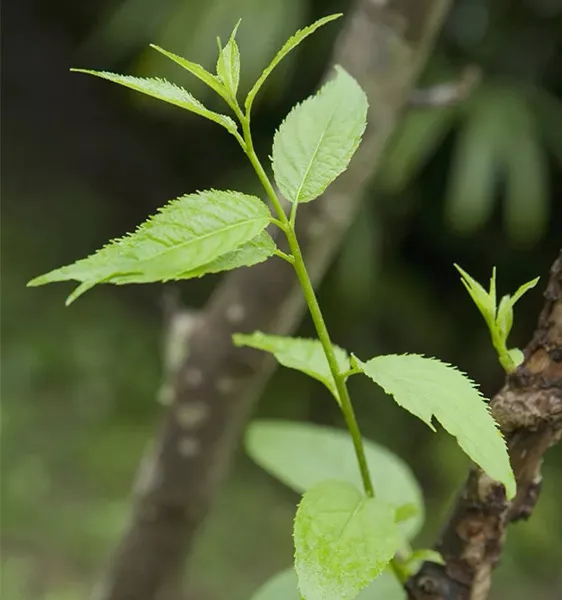 新鲜欧科群岛的四步预处理