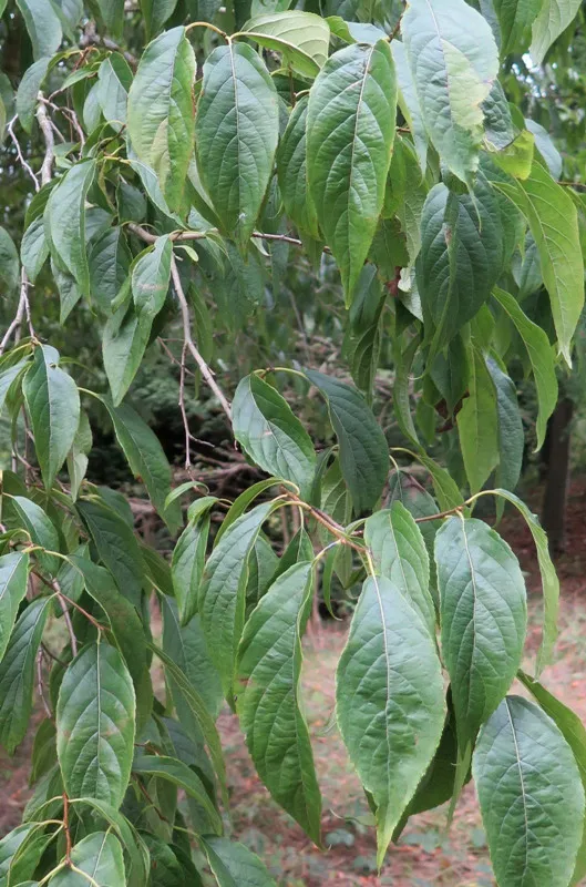Eucommia提取物如何保护猫和狗的关节？