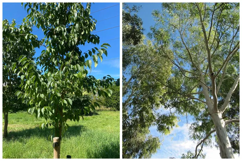 十年的技术突破在欧科群岛Ulmoides的有机培养中，化学农药为零